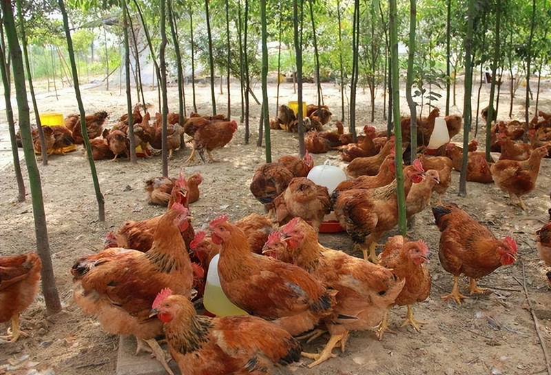 <b>���ּ�Ԥ�������Ϲ���</b>