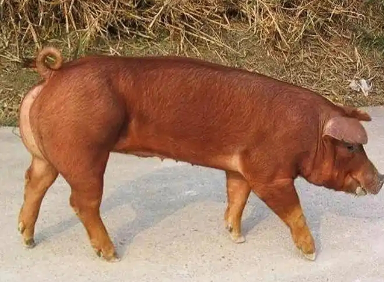 <b>�����ϵ���Ҫԭ������Щ��</b>