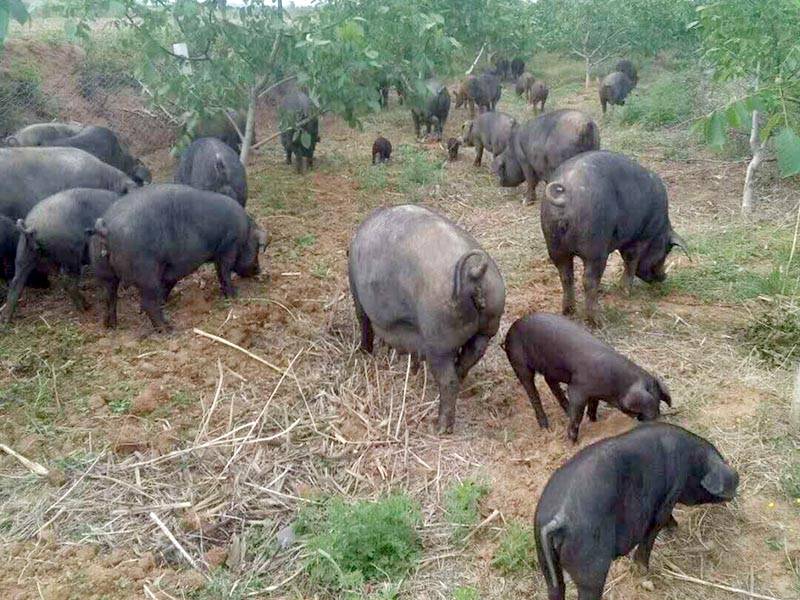 <b>ĸ�������бز����ٵļ������Ԫ������Щ�أ�</b>