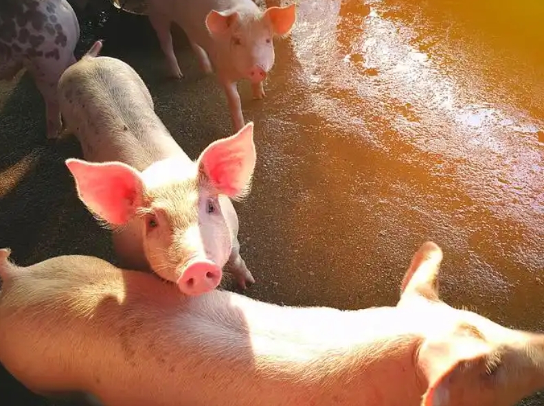 <b>������к��������Щ�����أ�</b>