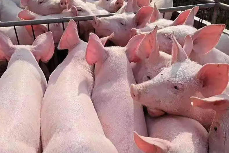 <b> �������䷽��ѧ����ͬ�����׶ε�Ӫ����׼���</b>