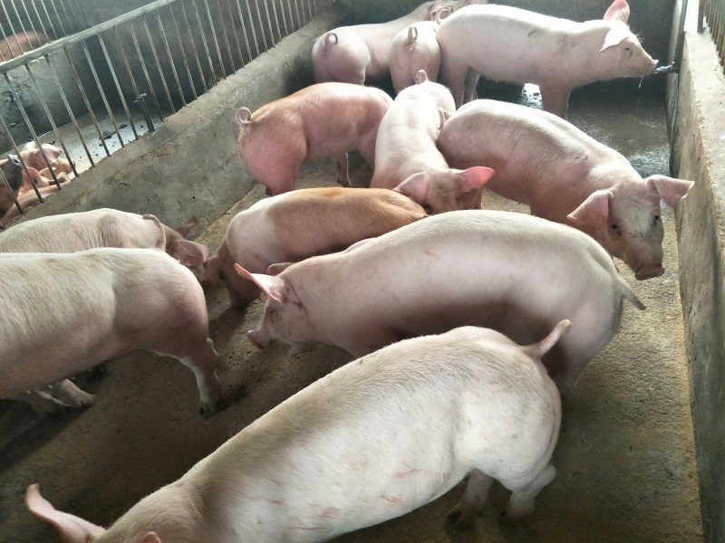 <b>�����ϳ��������������ֳ��������������ƽ�</b>